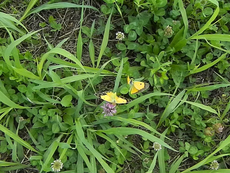 Colias crocea e uova